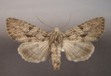 9449 Apamea longula BC.