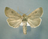 933563 (10928) Graphiphora augur