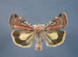 933553 (11012) Cryptocala acadiensis