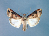 933528 (10663) Agrotis ipsilon