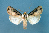 933521 (10659) Agrotis volubilis