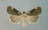 933629 (10950) Pseudohermonassa bicanea