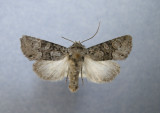 10372 Lacinipolia anguina - Very Rare /Tres rare