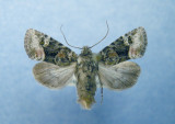 10406 Lacinipolia olivacea