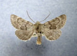 10342 Lasionicta luteola