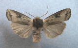 9876 Xylena cineritia-Rare