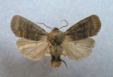 9881 Homoglaea hircina