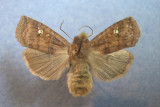 932590 (9935) Eupsila tristigmata 2