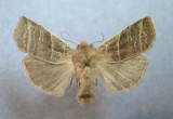 9939 Eupsila devia