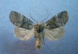 9999 Brachylomia discinigra - Uncommon to rare