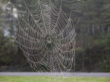 Spider web 6
