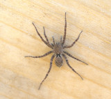 Lycosidae - Wolf Spiders