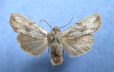 9889 Lithophane petulca