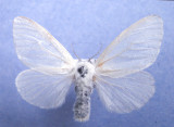 8319 Leucoma salicis - female