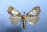 9556 Chytonix pallatricula