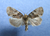 9556 Chytonix pallatricula form iaspis