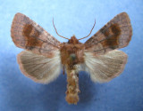 932810 (10524) Nephelodes minians 1