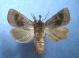 932810 (10524) Nephelodes minians 2