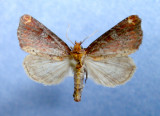 932444 (9520) Achatodea zeae - Rare