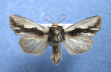 932802 (10520) Morrisonia evicta 2 Rare