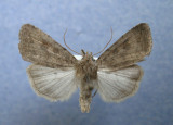 9653 Caradrina morphus