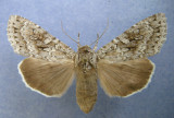 933560 (10929) Eurois occulta 1