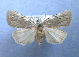 931417 (9662) Balsa malana