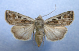 10834 Euxoa oblongistigma - Female