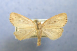 932422 (9436) Photedes panatela - Tres Rare /Very Rare & Local