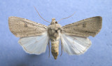 10641 Agrotis vetusta - BC collected 1905