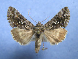 931224 (8940) Syngrapha abstrusa