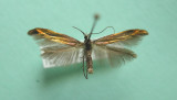 1387 Coleophora(spissicornis)possibly  trifoli 1388