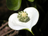 Calla palustris - Wild Calla - Calla des marais