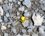 Misumena vatia - Female -Yellow Goldenrod Crab Spider