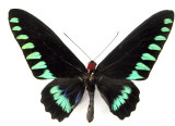 Trogonoptera trojana
