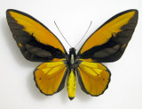 Ornithoptera croesus lydius male
