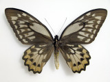 Ornithoptera croesus lydius female