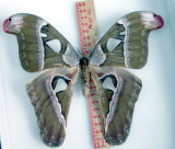 Attacus caesaro female