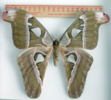 Attacus caesaro female
