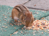 Eutamias minimus - Least Chipmunk/Suisse du Nord/Tamia mineur