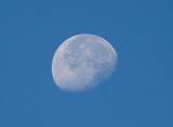 ButtercupMoon_5054.jpg