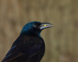 CommonGrackle_8090.jpg