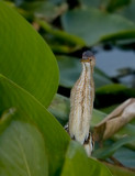 LeastBittern_1781.jpg