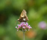 SilverSpottedSkipper_S0T0148.jpg