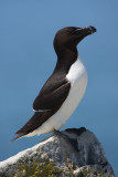 Razorbill_0014.jpg