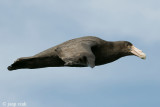 Southern Giant Petrel - Zuidelijke Reuzenstormvogel - Macronectes giganteus