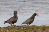 Blackish Oystercatcher - Zuidamerikaanse Zwarte Scholekster - Haematopus ater