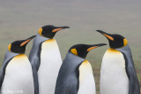 King Penguin - Koningspingun - Aptenodytes patagonicus