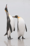 King Penguin - Koningspingun - Aptenodytes patagonicus