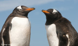 Gentoo Penguin - Ezelspingun - Pygoscelis papua